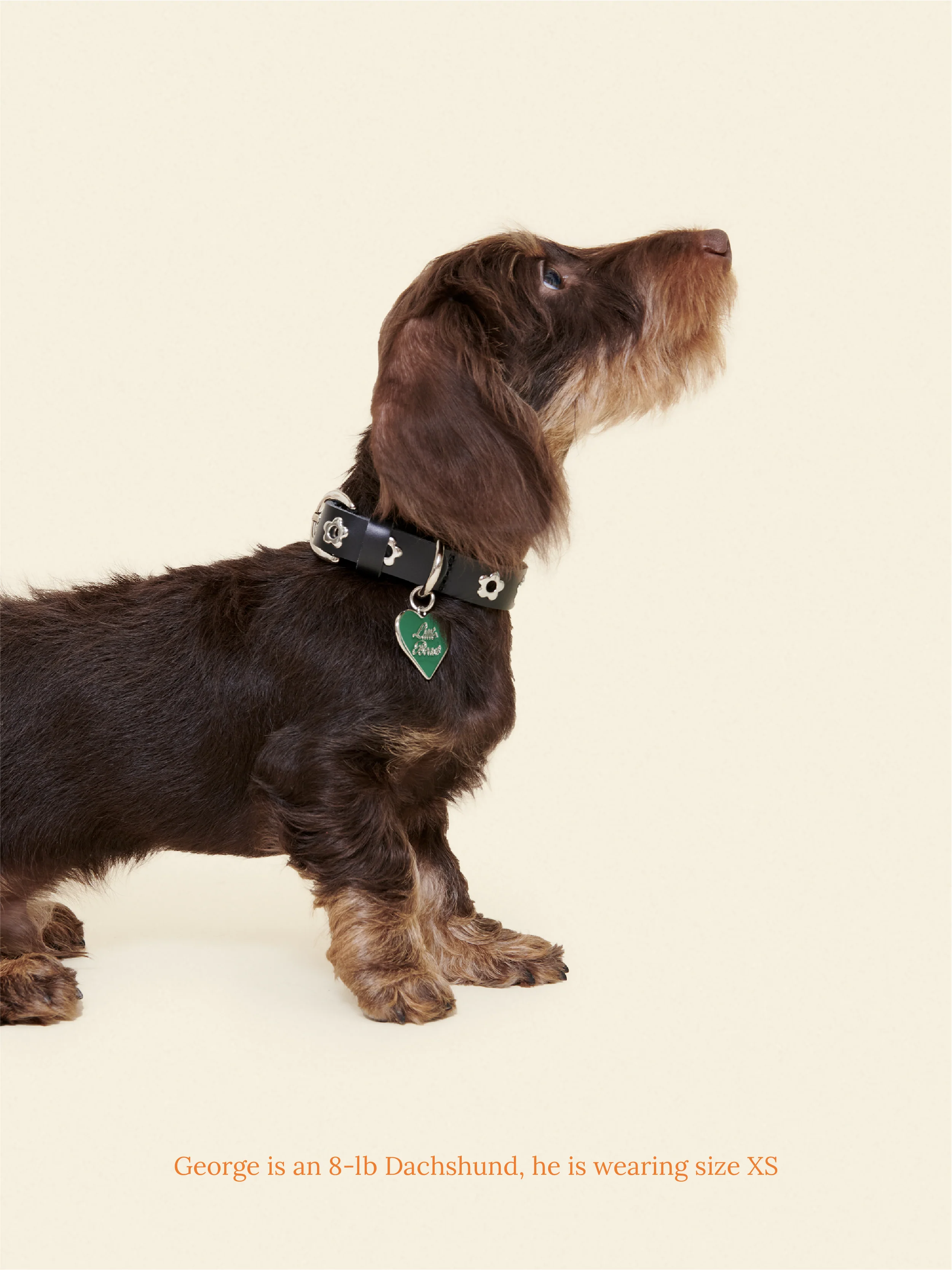 Midnight - Flower Power Collar