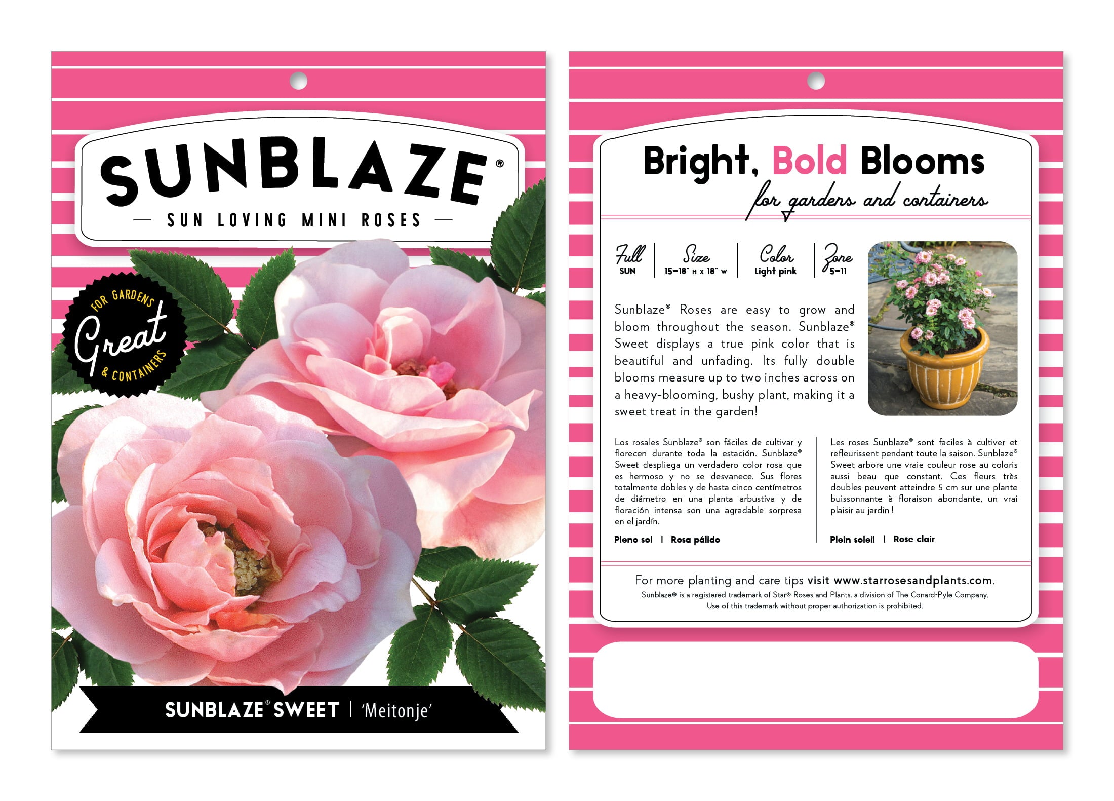 Bareroot Sunblaze? Sweet Miniature Rose with Light Pink Flowers - Live Plants - 2 Piece