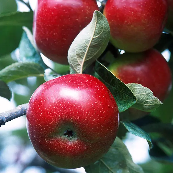 Red Delicious Apple Tree – Sweet Crisp Cultivar
