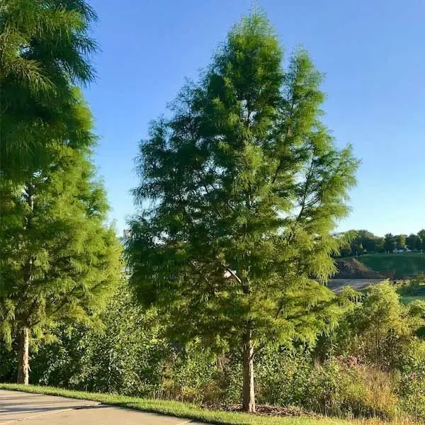 Shumard Oak – Drought-Tolerant Red Oak with Stunning Fall Hue