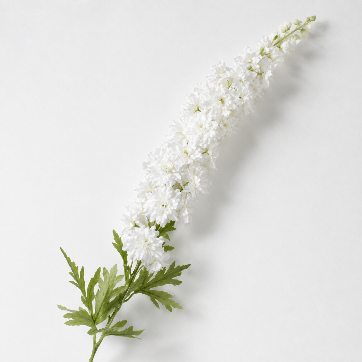 White daisies