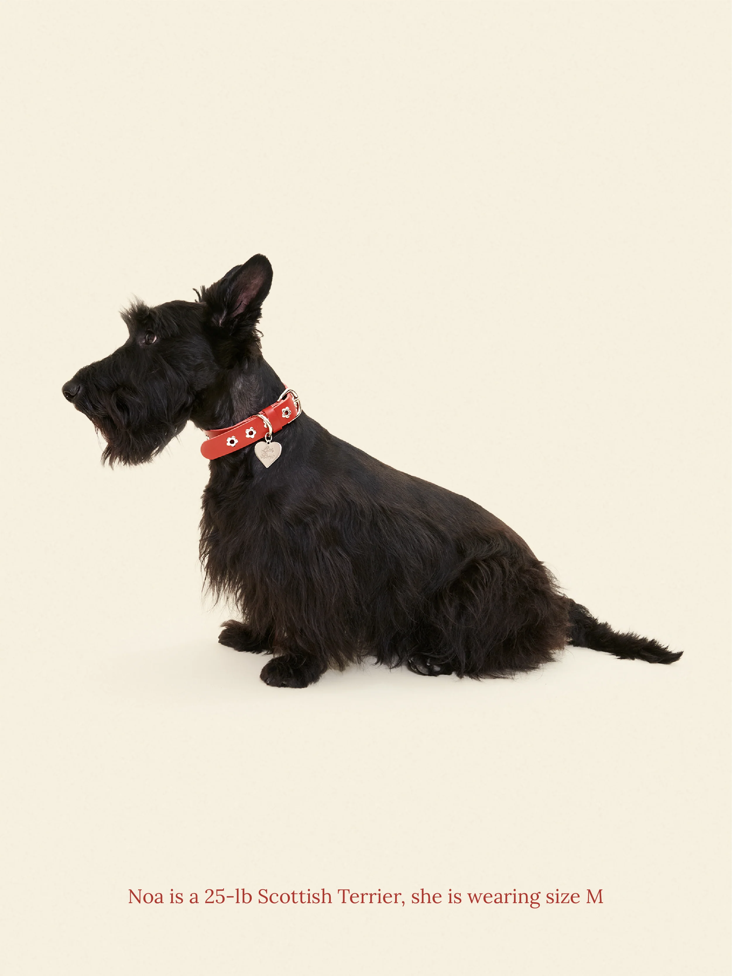 Ruby - Flower Power Collar