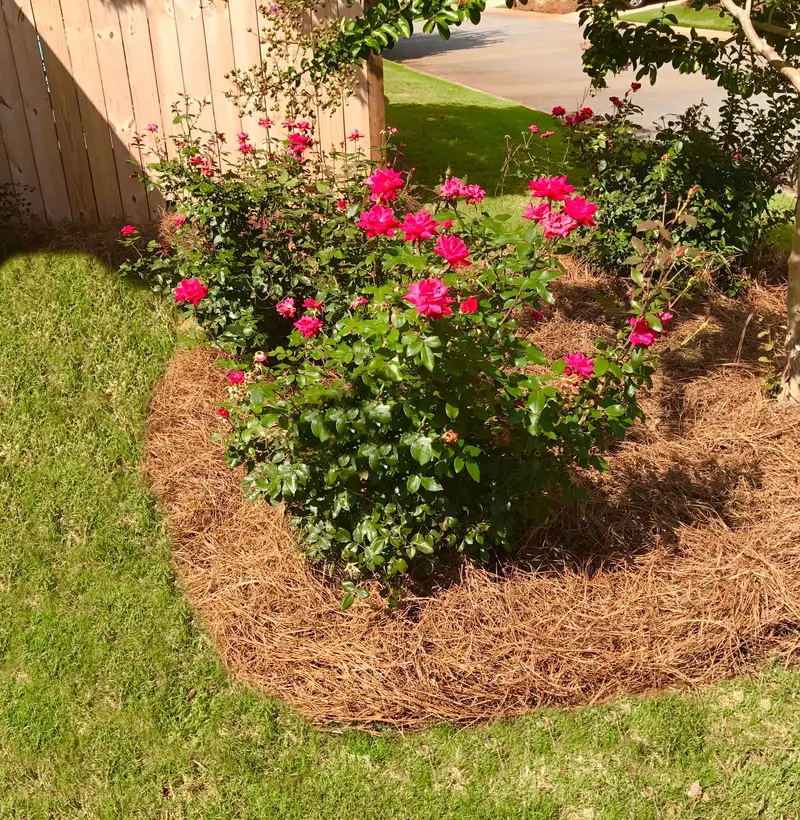 Premium Long-Needle Pine Straw Mulch – Covers 300 Square Feet, Natural Weed Suppression