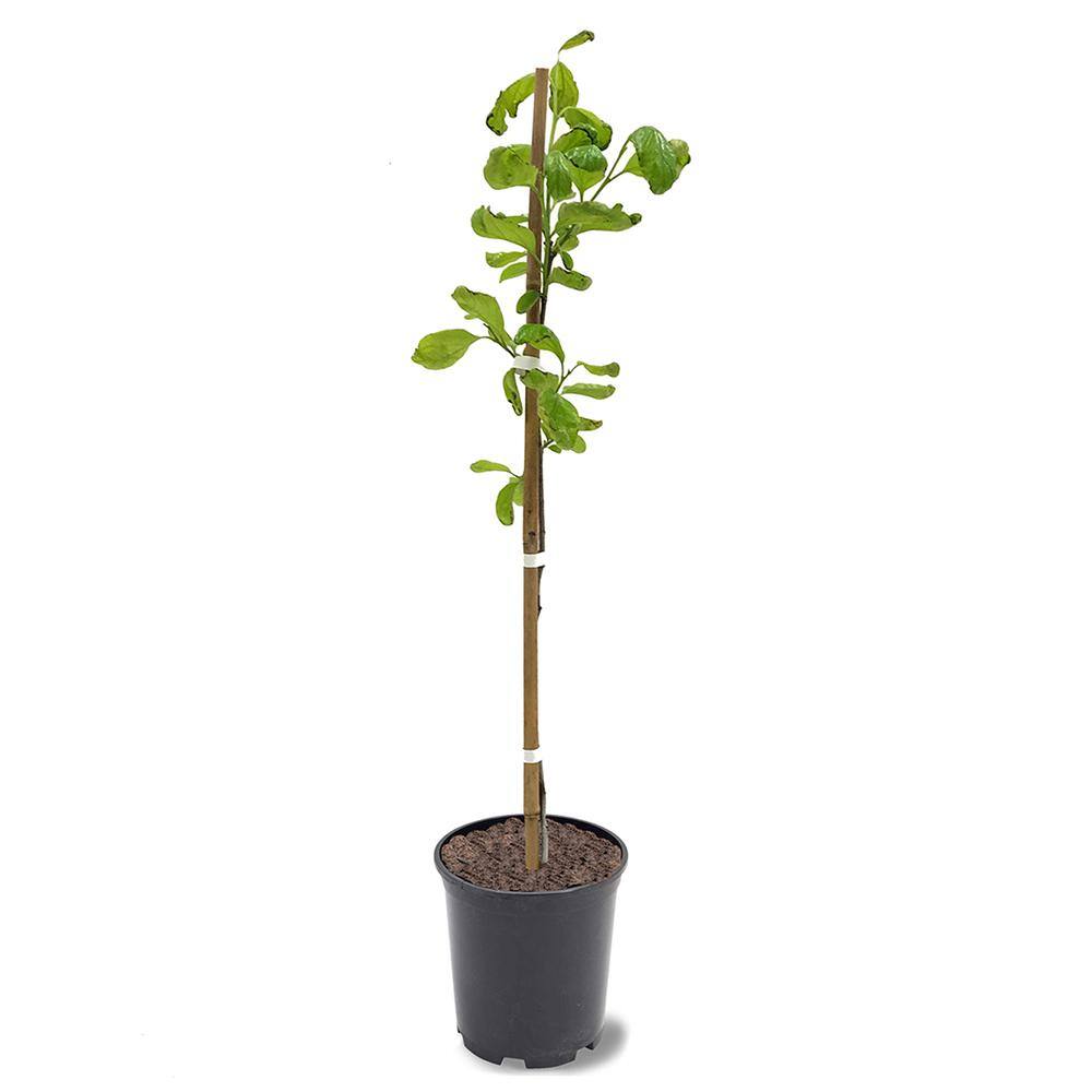 1 Gal. Saijo Persimmon Tree PERSAI01G