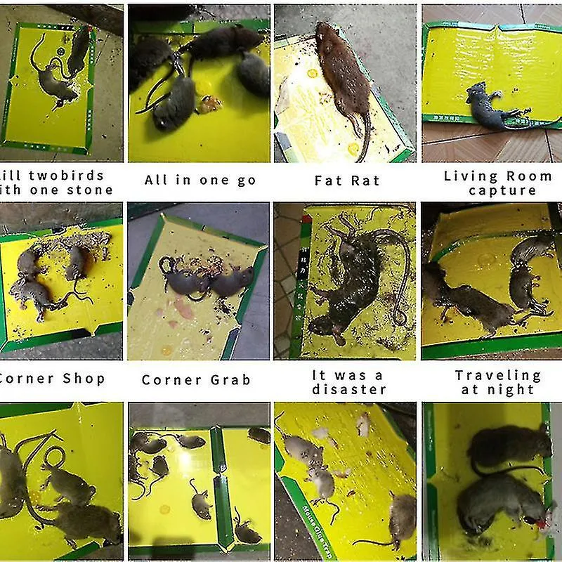 Suxm Sticky Mouse Board Mouse Trap Sticky Board, Strong Stickiness, Mouse Trap (6 Pieces,green )