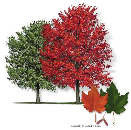 Red Maple – Adaptable Native Tree with Early Spring Flowers