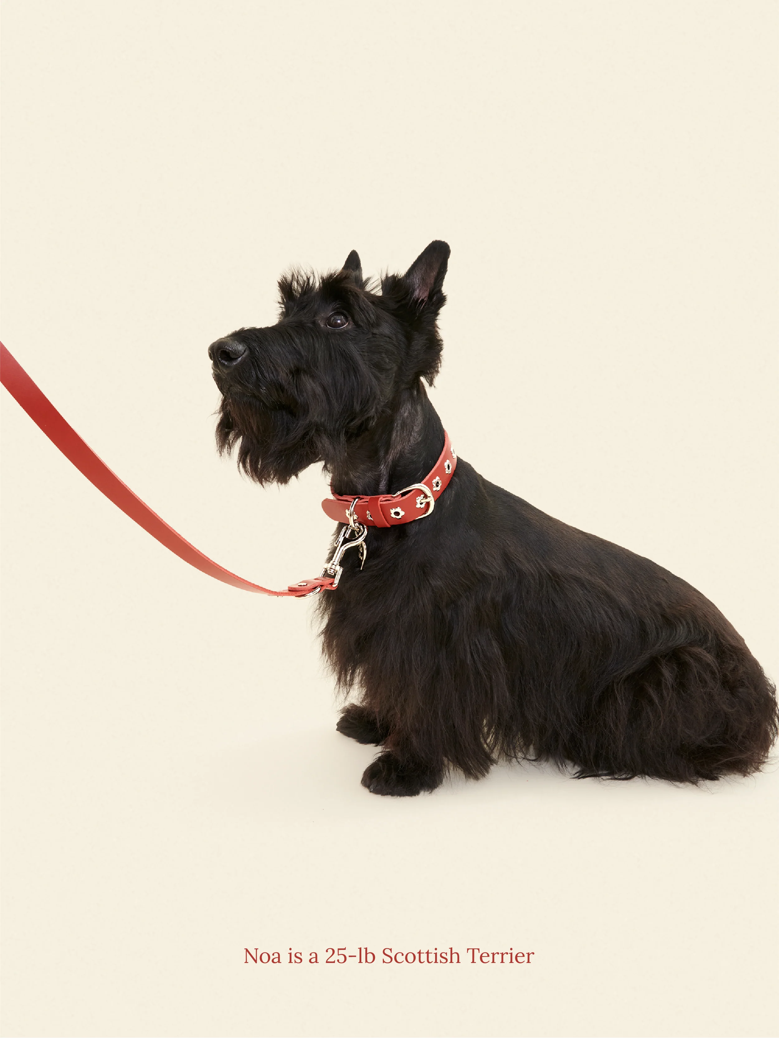 Ruby - Flower Power Leash