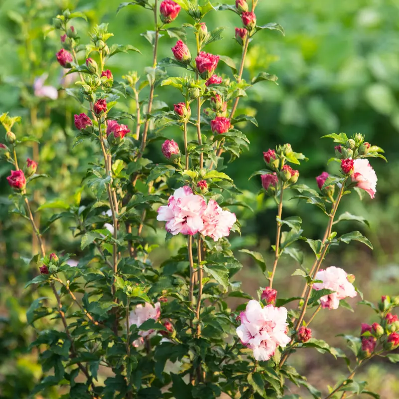 Strawberry Smoothie Rose of Sharon Althea Deciduous Flowering Shrub, grown in a 2.25 Gallon Pot (1-Pack)