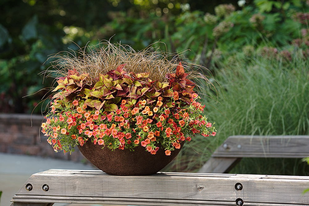 4.25 in. Eco+Grande, Superbells Tropical Sunrise (Calibrachoa) Live Plant, Pink, Yellow, and Red-Streaked Flowers 4-Pack