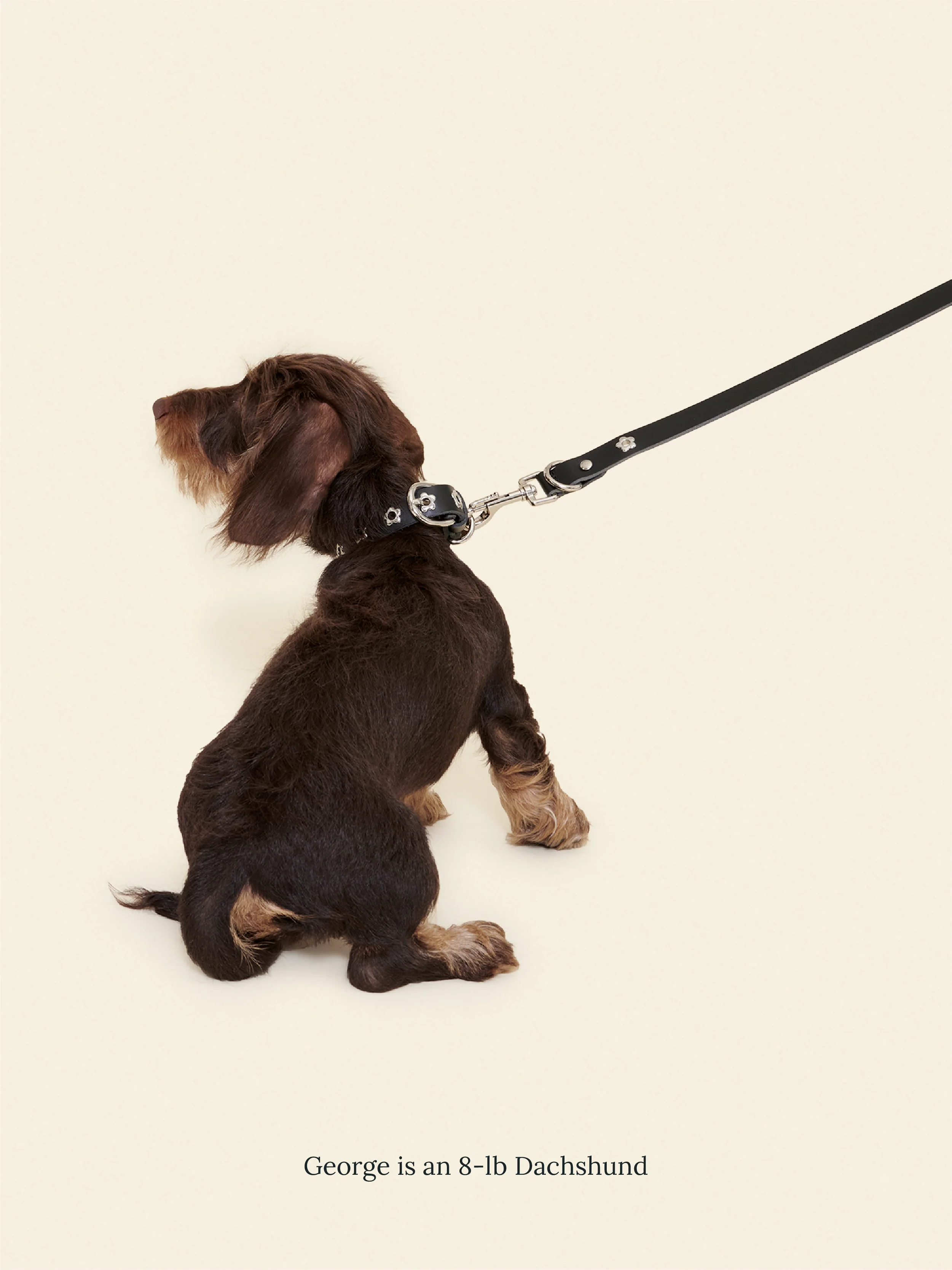 Midnight - Flower Power Leash