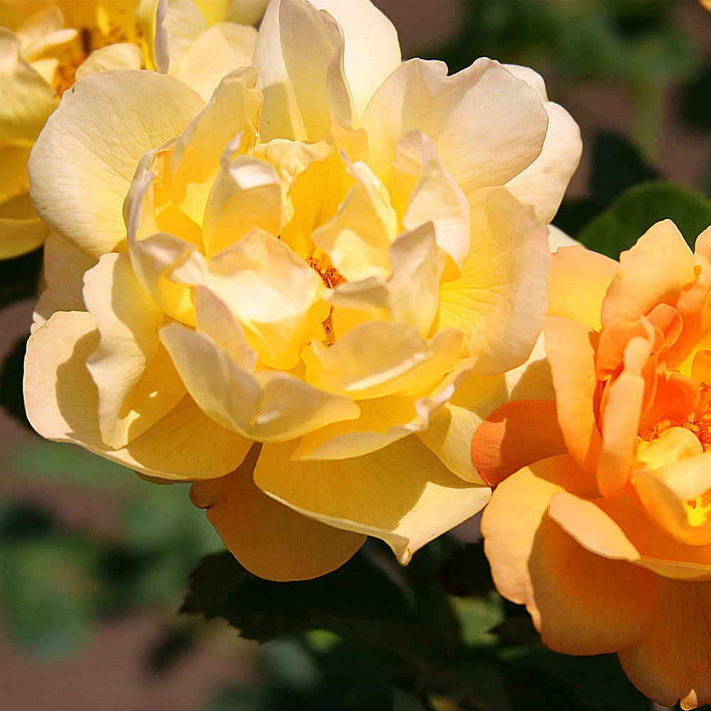 Saffron Summer Shrub Rose by Heirloom Roses – Yellow Roses Live Plant