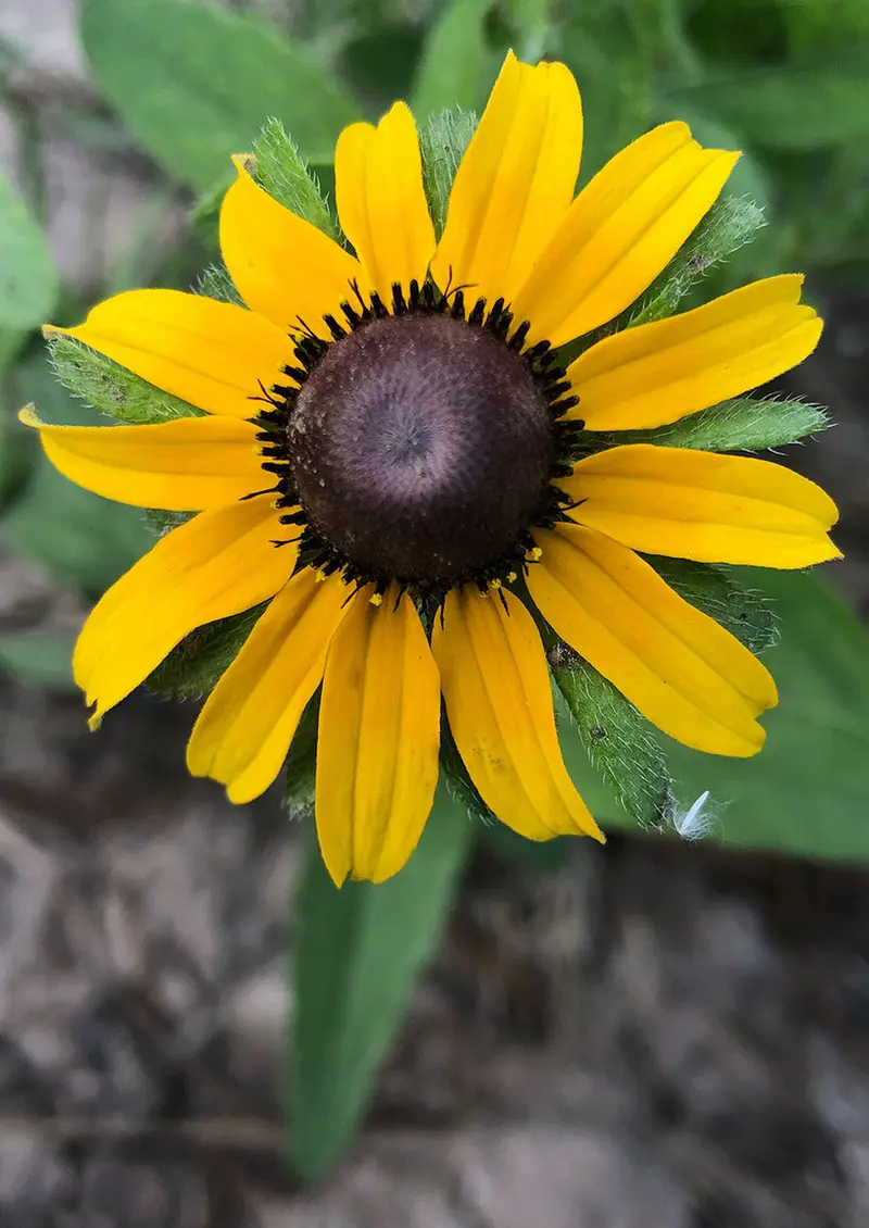 Rudbeckia hirta ‘Black-Eyed Susan’ – Cheerful Yellow Daisies with Dark Centers