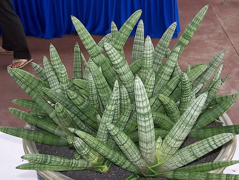 Rare Starfish Snake Plant – Sanseveria – Almost Impossible to Kill – 4