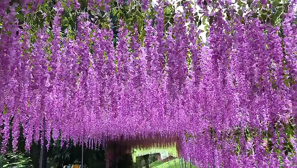 White Wisteria Flowers