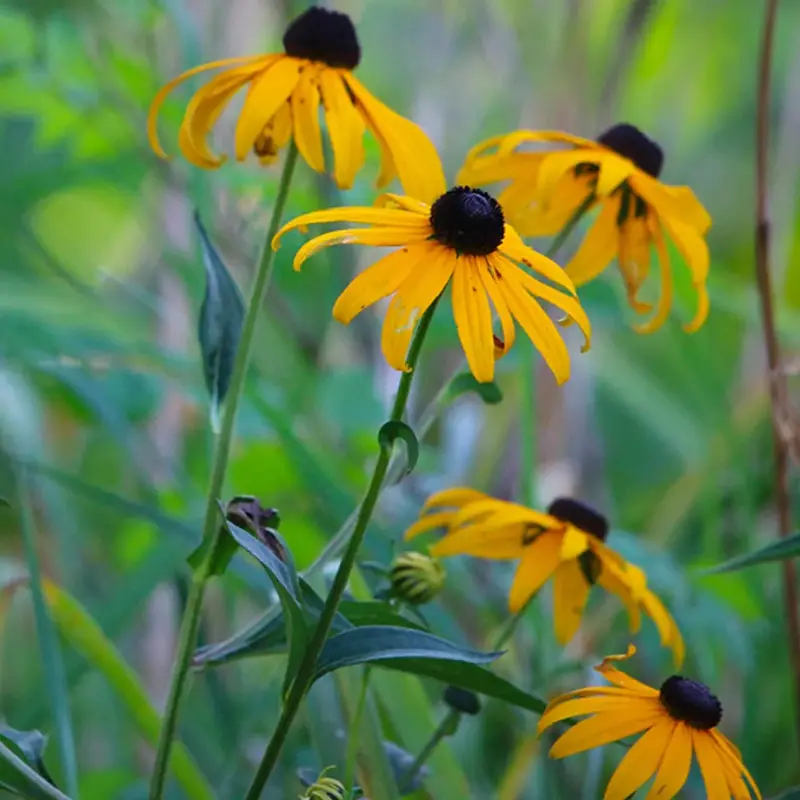 Rudbeckia hirta ‘Black-Eyed Susan’ – Cheerful Yellow Daisies with Dark Centers