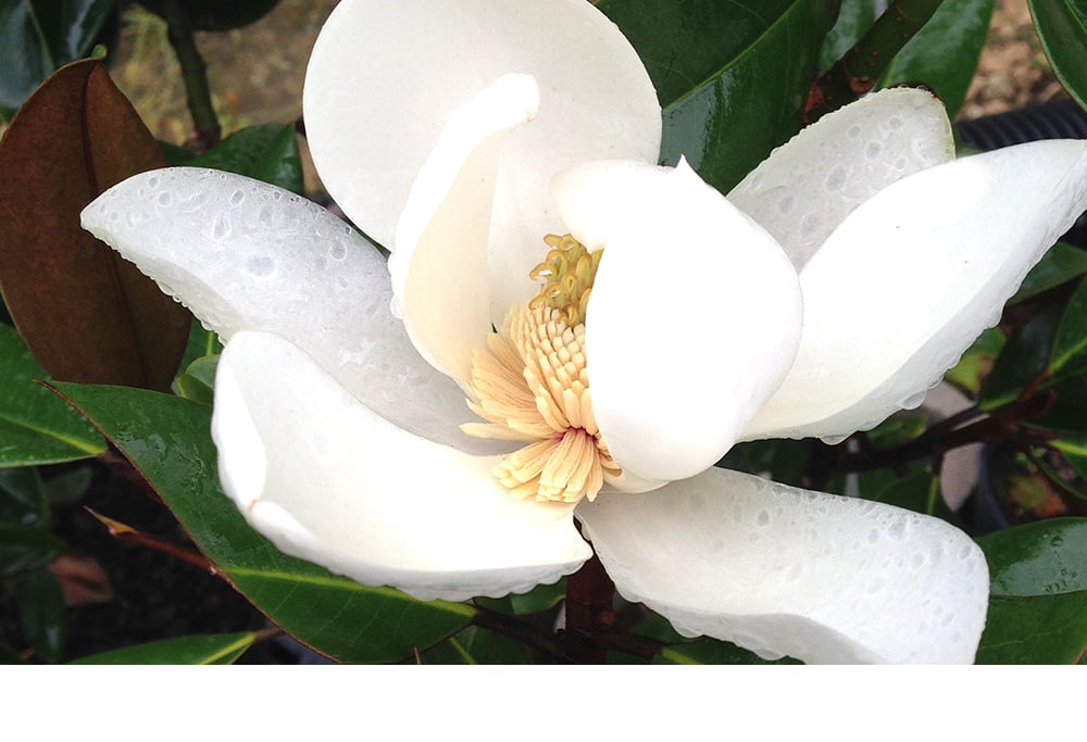 3 Gal. Little Gem Magnolia – Fragrant White Flowers – Attractive Evergreen Foliage