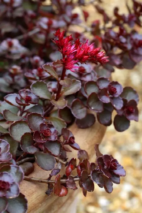 Sedum ‘Dragon’s Blood’ Stonecrop – Succulent Ground Cover with Ruby-Red Foliage and Pink Flowers