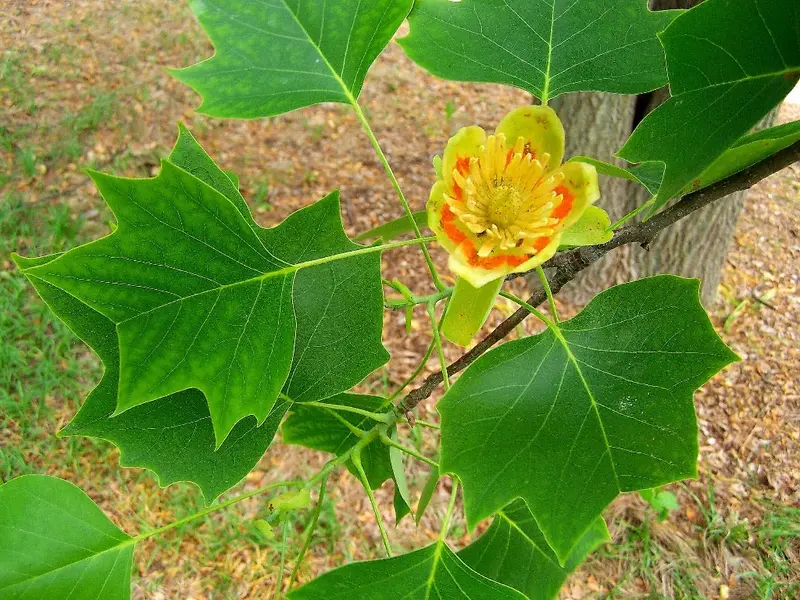 Silver Maple – Rapid-Growth Shade Tree with Silvery Undersides