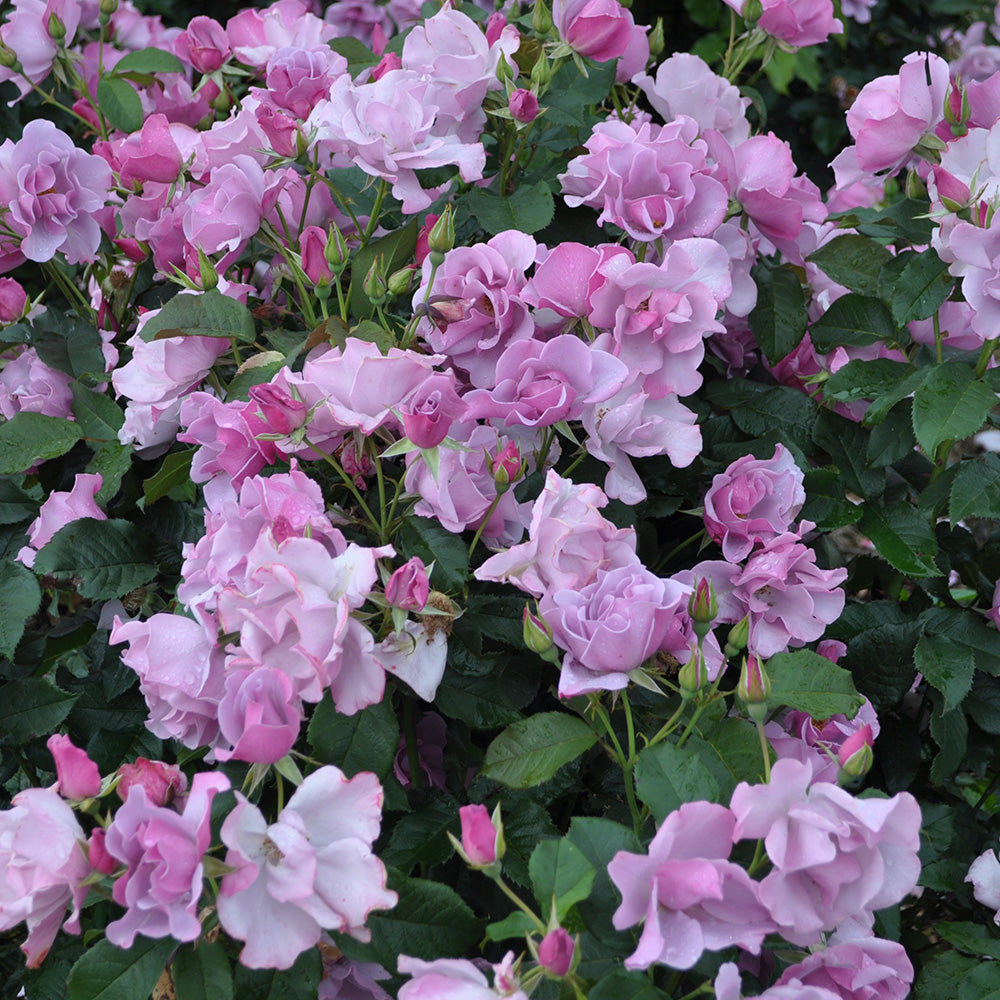 Heirloom Roses – Blueberry Hill Shrub Rose Plant – Lavender Colored Live Plant