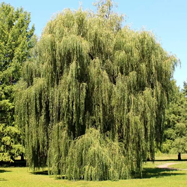 Weeping Willow – Graceful Shade Tree with Cascading Branches