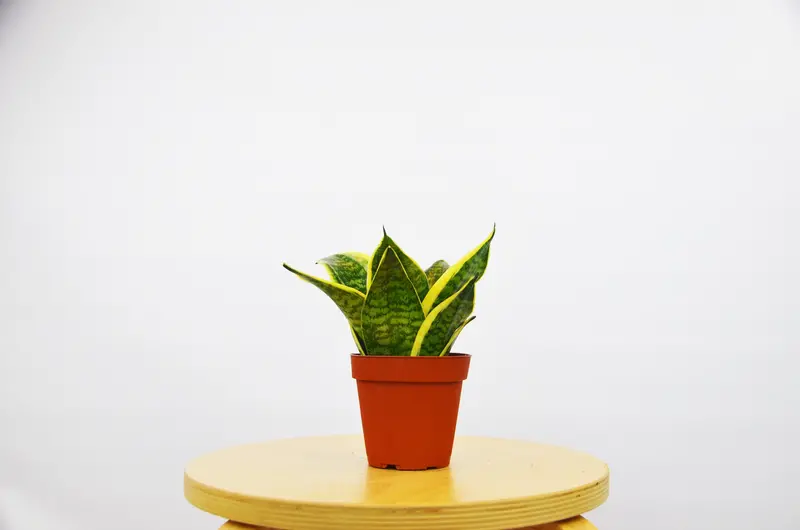 Snake Plant in Pot (Sansevieria) ‘Black Gold’ / 4