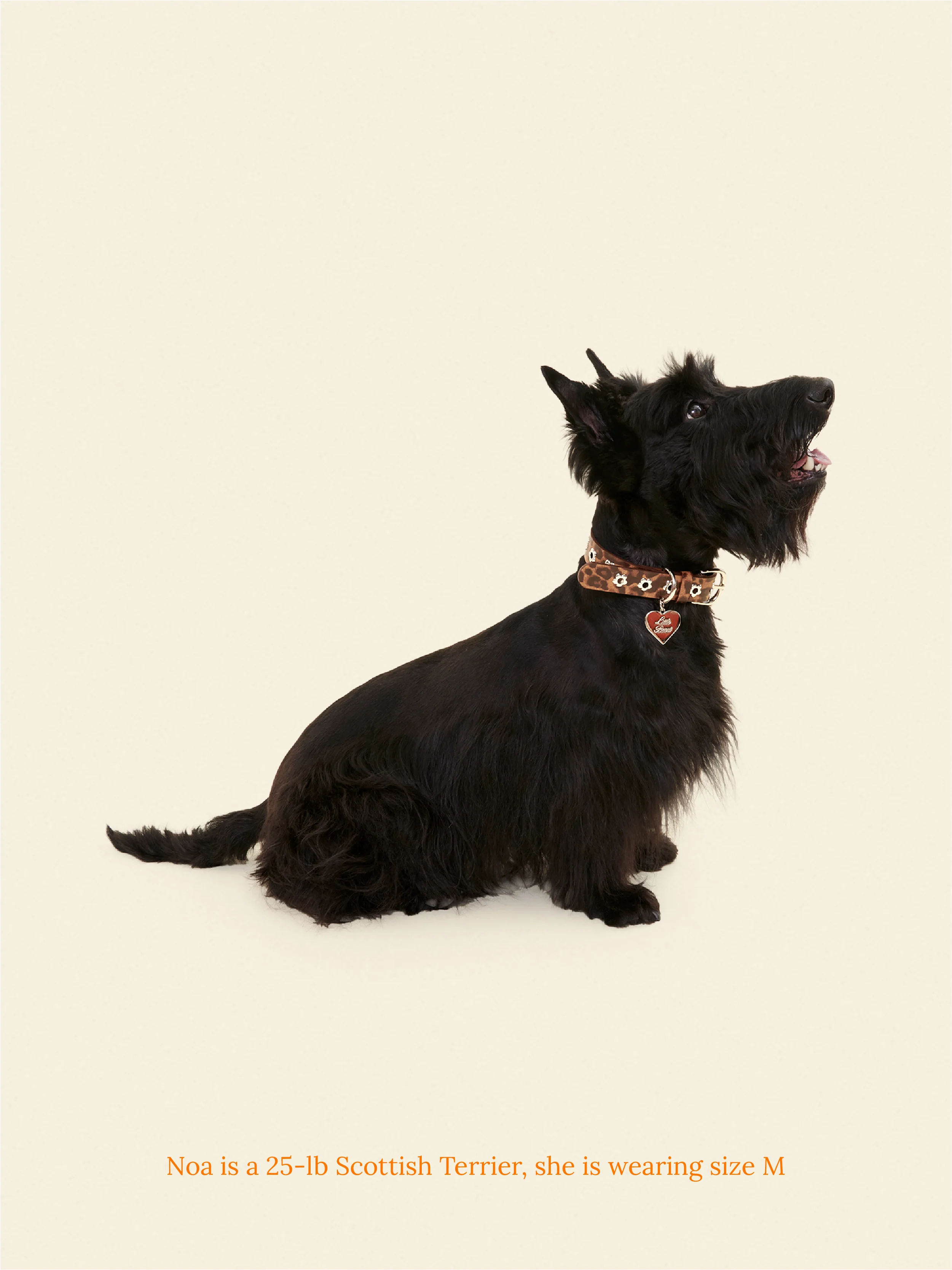 Cougar - Flower Power Collar
