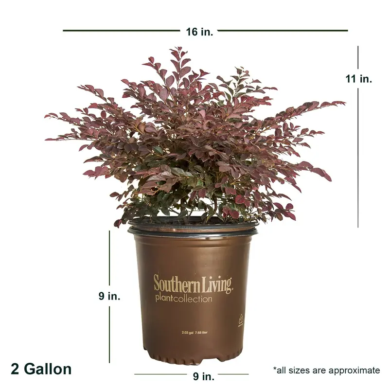 Purple Daydream Loropetalum (2 Gallon) Flowering Evergreen Shrub with Purple Foliage and Pink Blooms – Full Sun to Part Shade Live Outdoor Plant – Southern Living Plant Collection