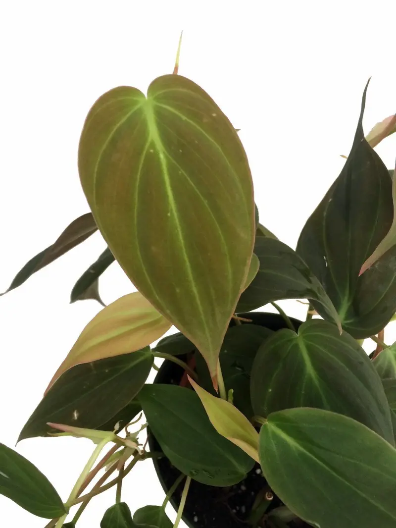 Rare Velvet Leaf Bronze Micans Vine – Philodendron – Easy to Grow – 4