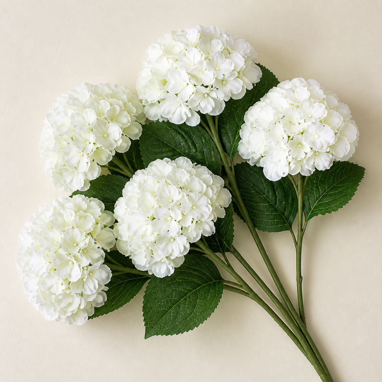 White daisies
