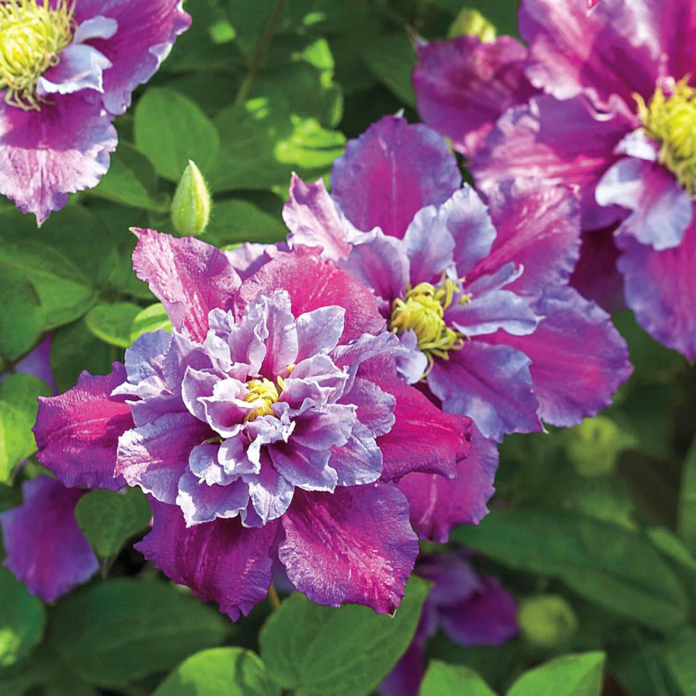 Piilu Clematis Vine – Heaviest Blooming Clematis – 2.5