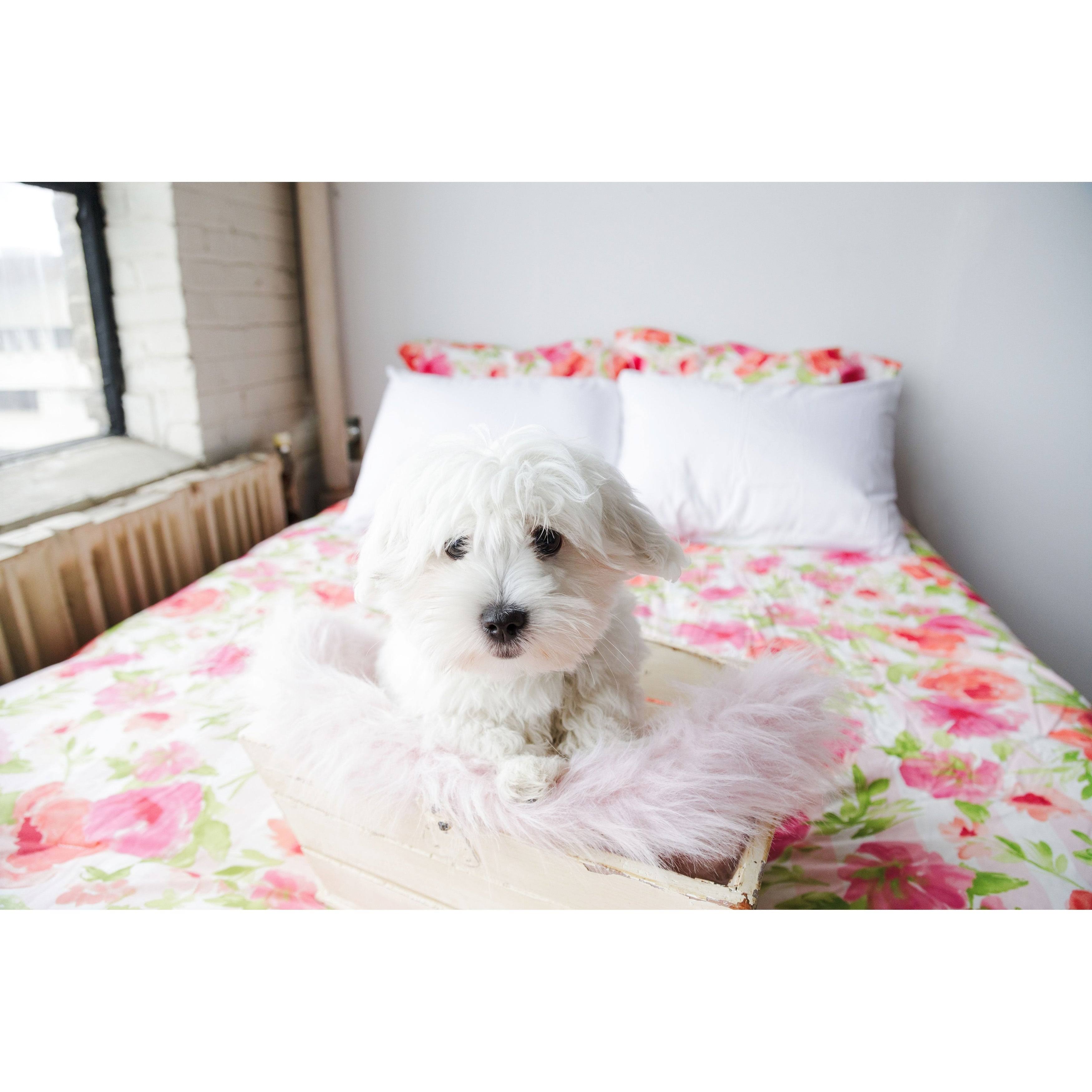 Poppy u0026 Fritz Buffy Duvet Cover Set - Pink - Twin