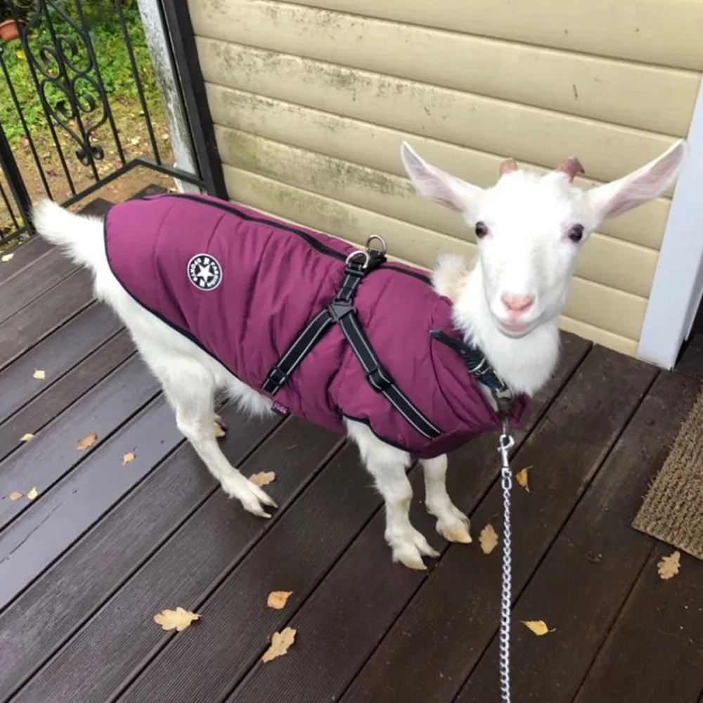 Pet Waterproof Winter Warm Dog Jacket With Harness