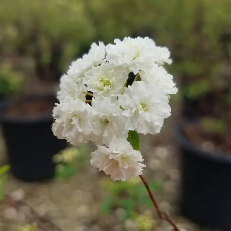 Reeves Bridal Wreath Spirea (2.5 Quart) White Blooming Deciduous Shrub – Full Sun Live Outdoor Plant