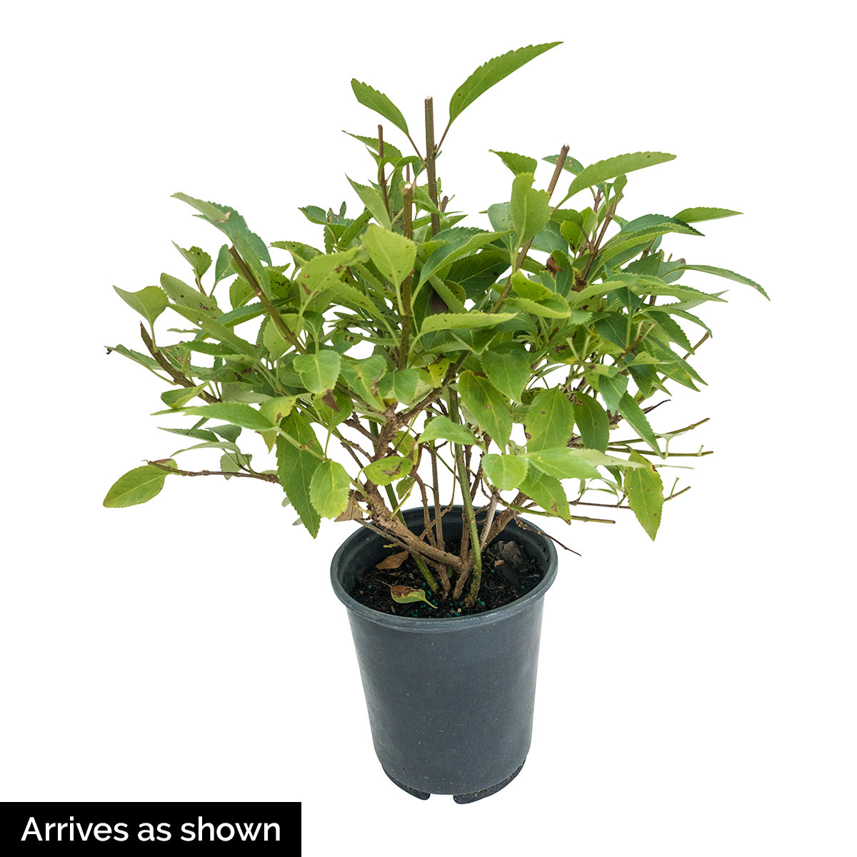 Strawberry Smoothie Rose of Sharon Althea Deciduous Flowering Shrub, grown in a 2.25 Gallon Pot (1-Pack)