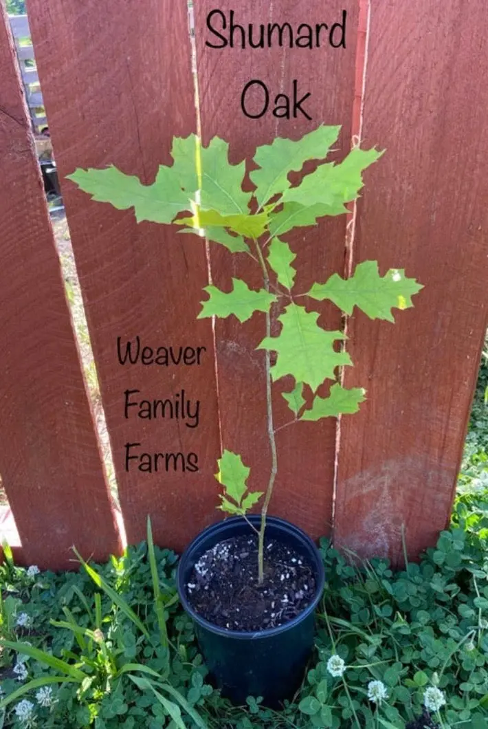 Shumard Oak – Drought-Tolerant Red Oak with Stunning Fall Hue
