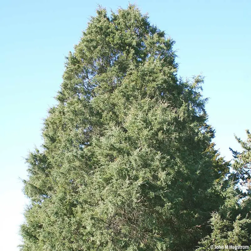 Tulip Poplar – Tall, Fast-Growing Native Tree with Distinctive Flowers