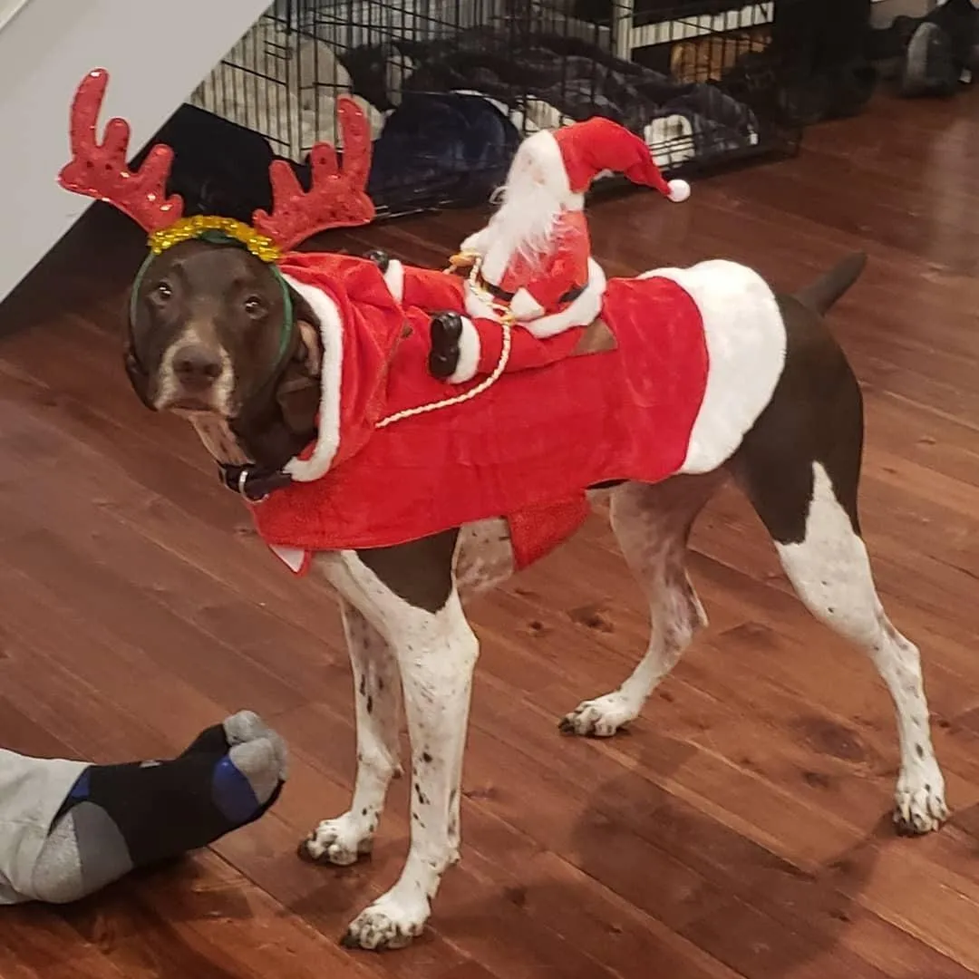 Santa Claus Pet Dog Costume