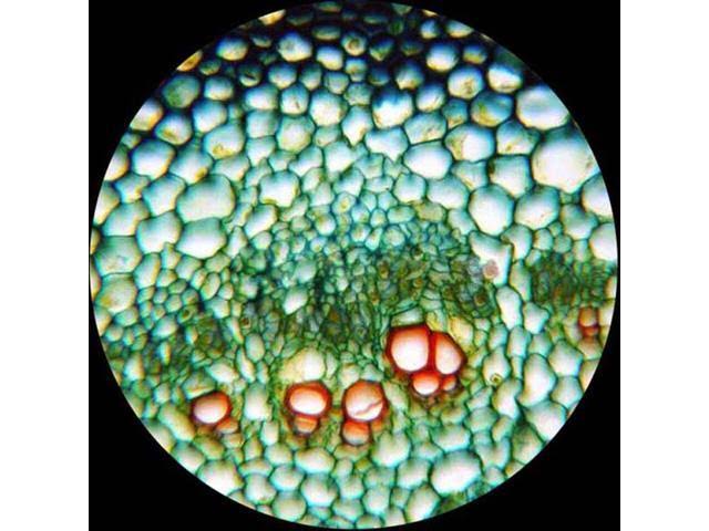 Amscope 40X-400X Biology Science Metal Glass Student Microscope + 2MP USB Digital Imager
