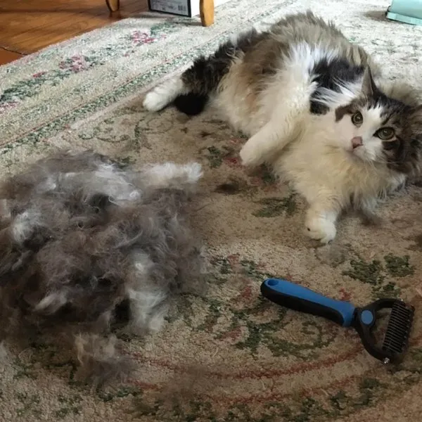 2024 Pet Grooming Brush