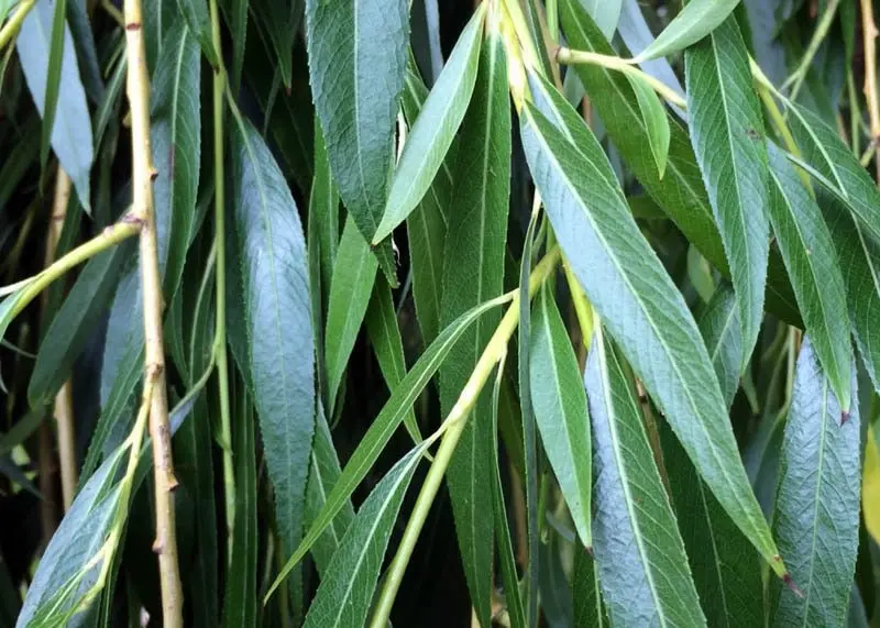 Weeping Willow – Graceful Shade Tree with Cascading Branches