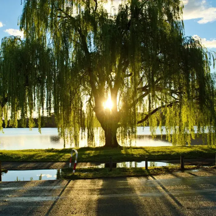 Weeping Willow – Graceful Shade Tree with Cascading Branches