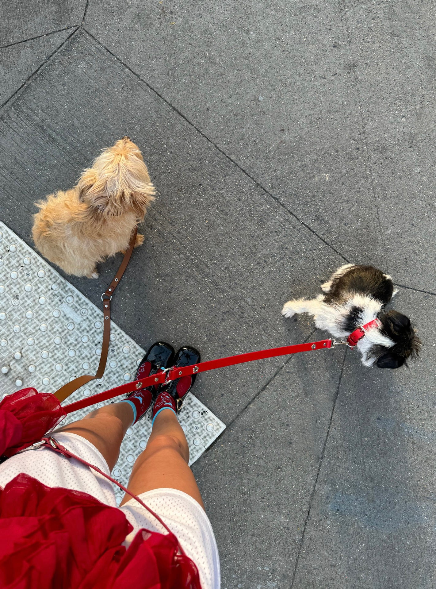 Ruby - Flower Power Leash