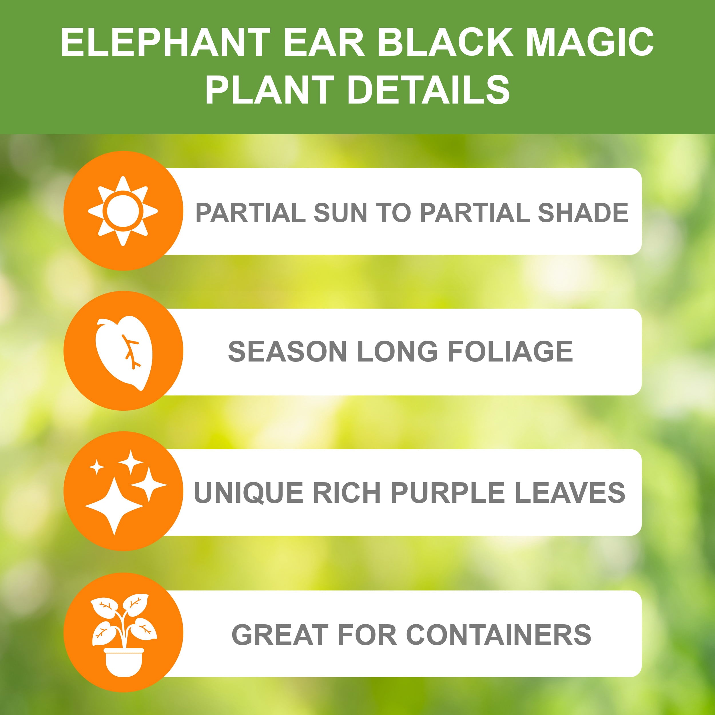 Garden State Bulb Black Magic Taro Elephant Ear Bulbs, 7/9 inches (Bag of 1)