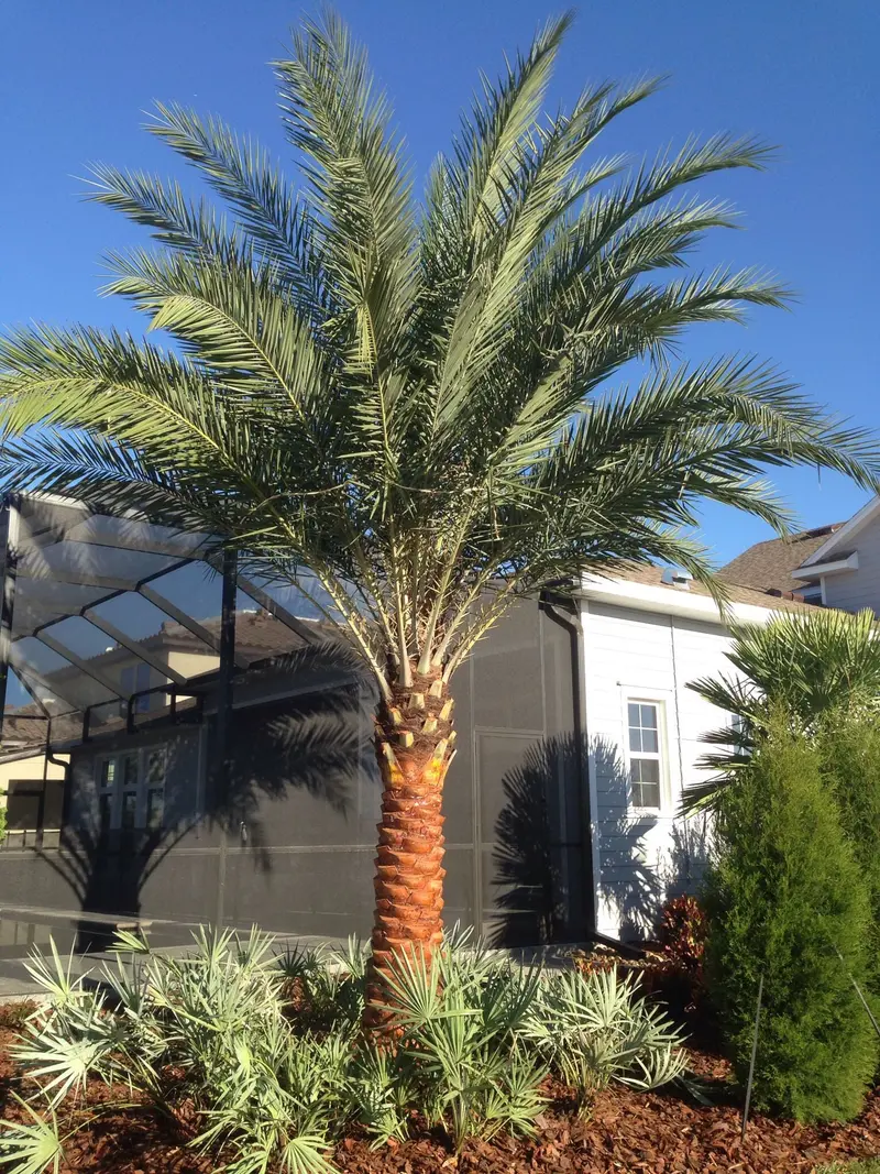 Sylvester Palm – Live Plant in a 10 inch Growers Pot – Phoenix Sylvestris- Hardy Palms from Florida