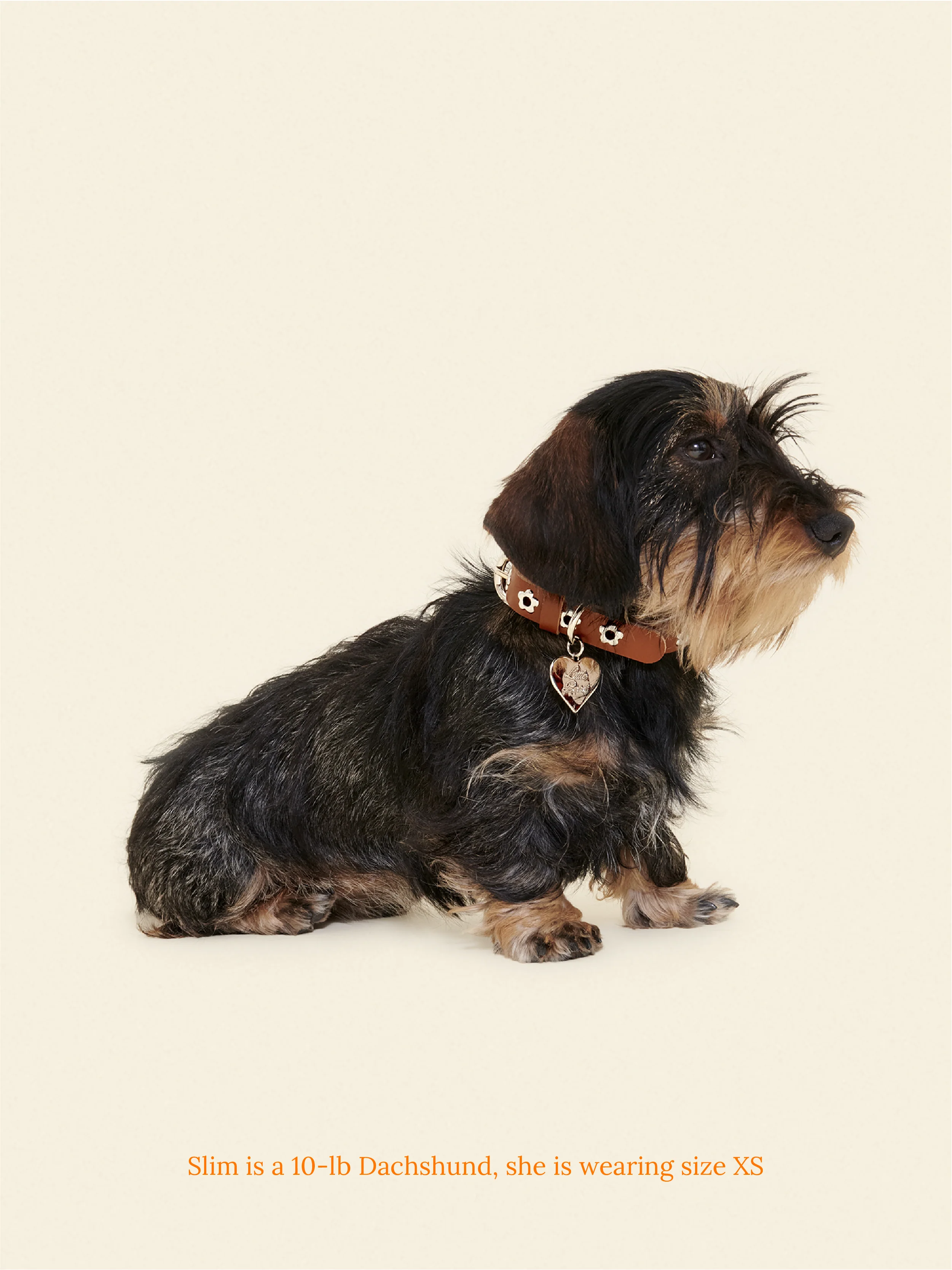 Hazel - Flower Power Collar