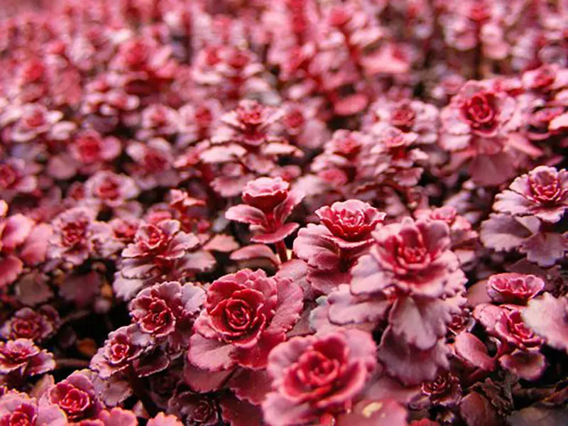 Sedum ‘Dragon’s Blood’ Stonecrop – Succulent Ground Cover with Ruby-Red Foliage and Pink Flowers