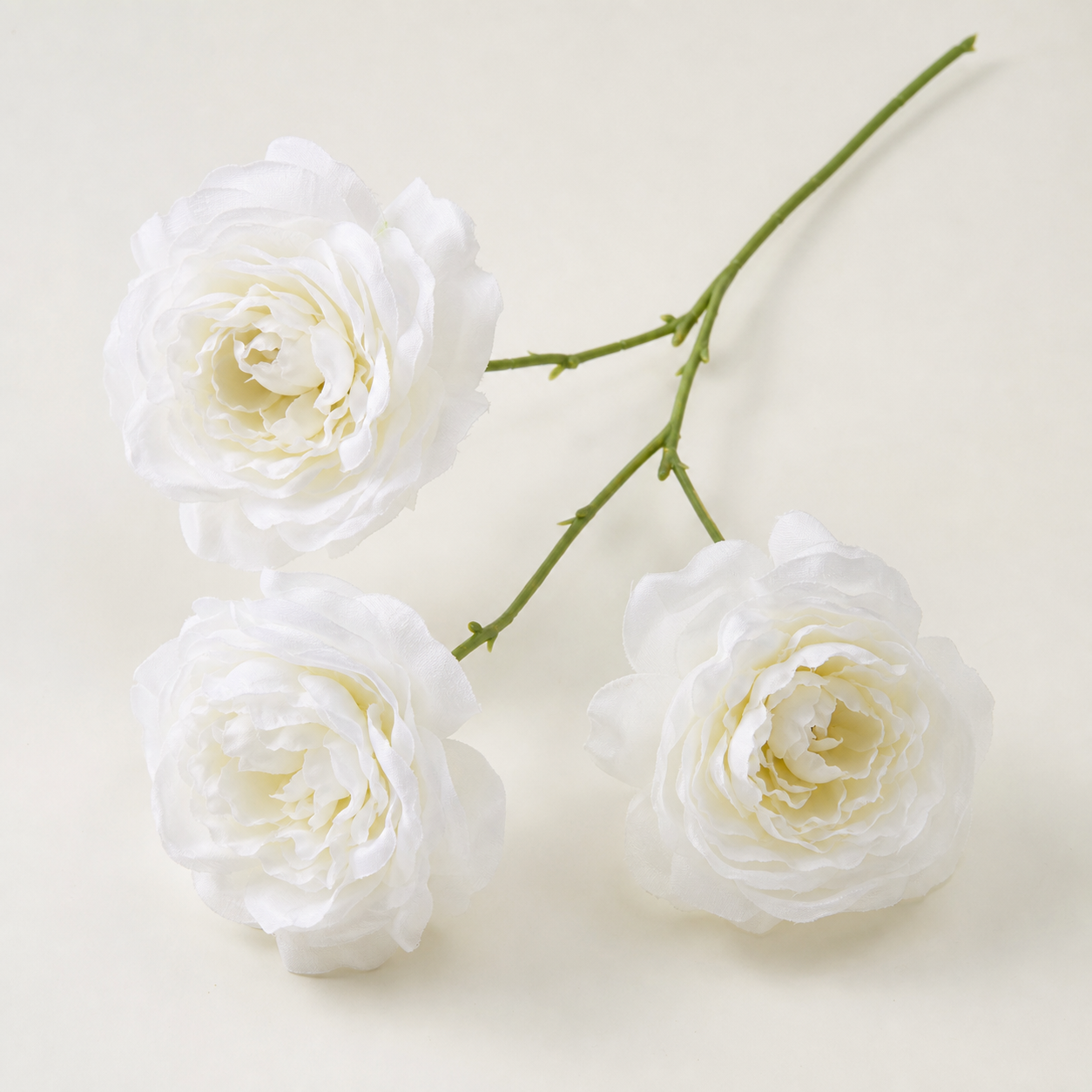 White daisies
