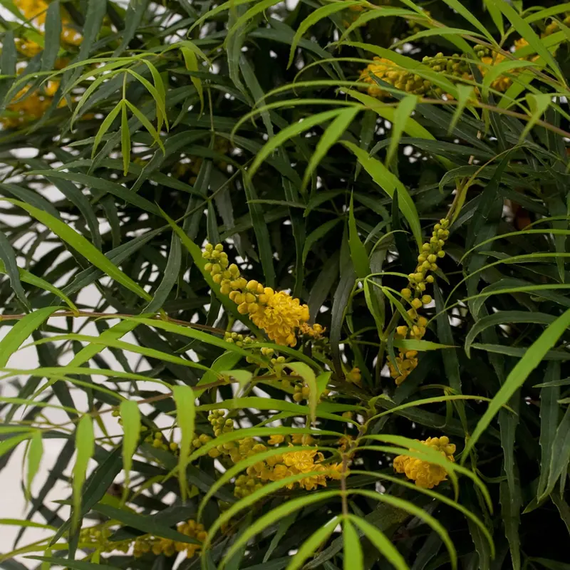 Soft Caress Mahonia (2 Gallon) Flowering Evergreen Shrub with Yellow Winter Blooms – Part Sun to Shade Live Outdoor Plant – Southern Living Plant Collection