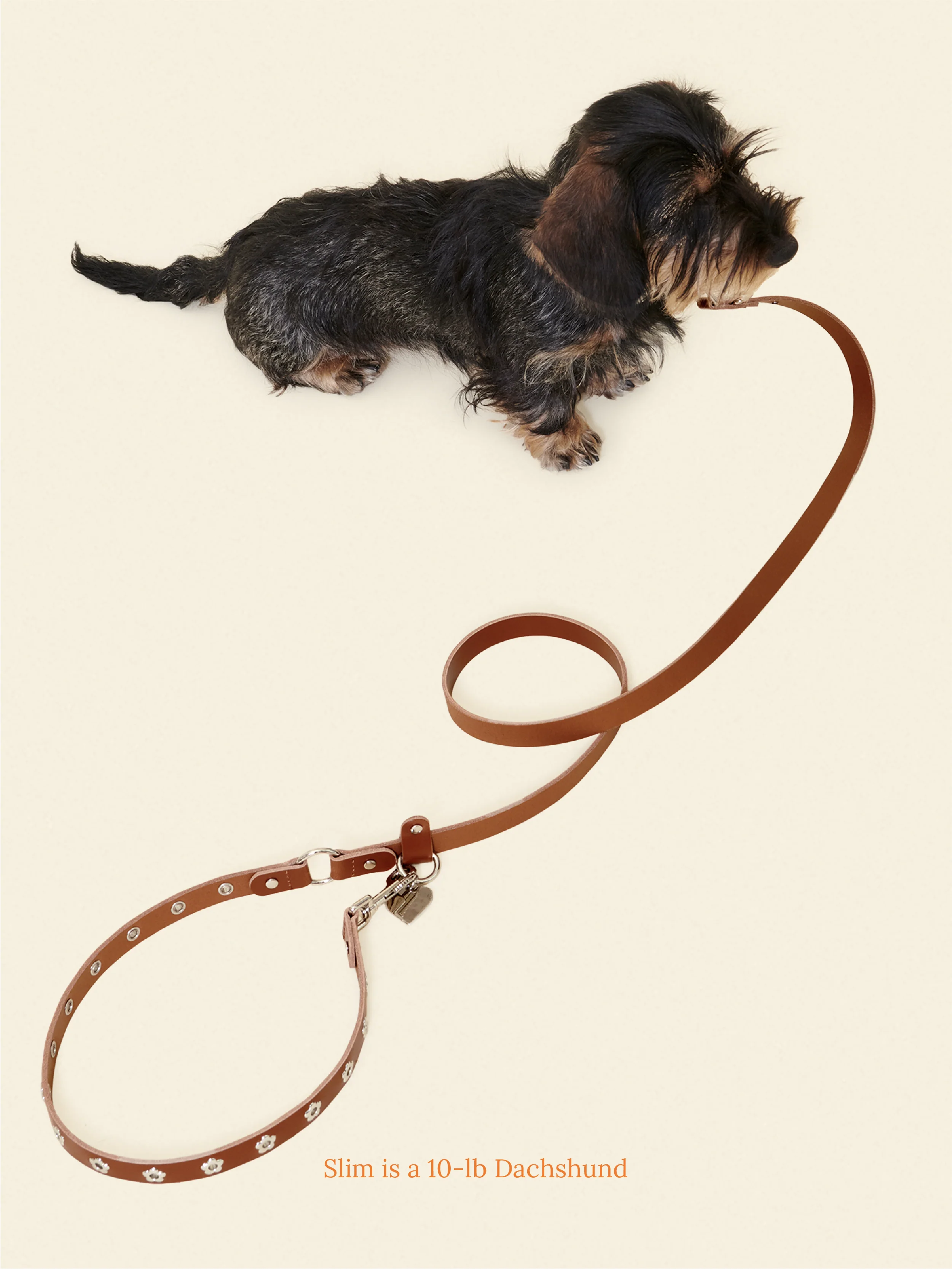 Hazel - Flower Power Leash