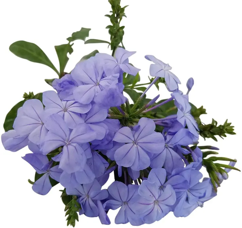 Plumbago Auriculata Perennial Shrub, Imperial Blue Flower, Gallon Pot